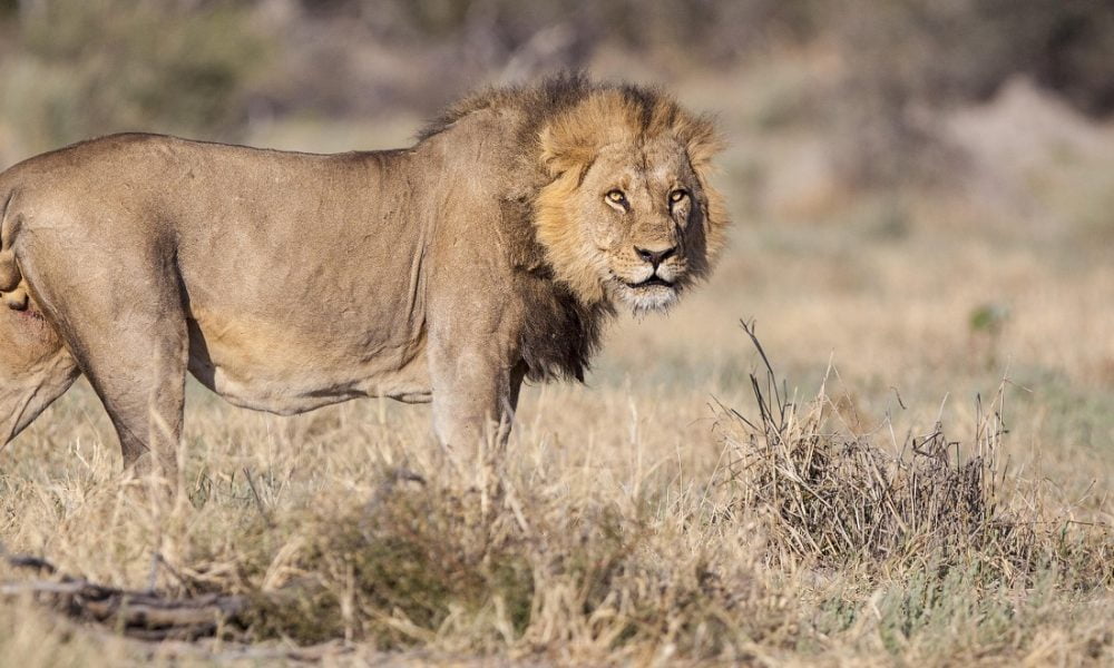 Exklusive Safaris im Savuti Gebiet in Botswana