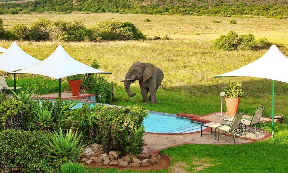 Shamwari Game Reserve Eastern Cape Südafrika