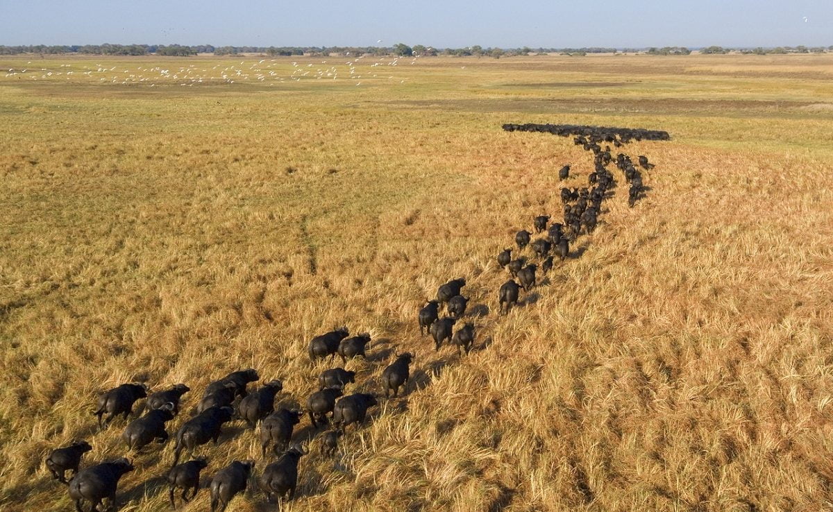 Eine Büffelherde zieht über die Busanga Plains,