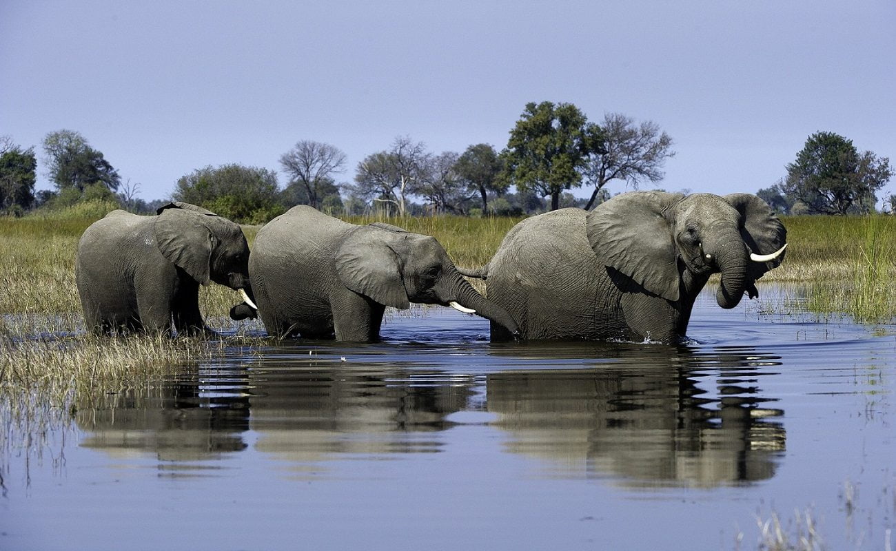Den Elefanten ganz nah kommen bei einer Pirschfahrt in Botswana