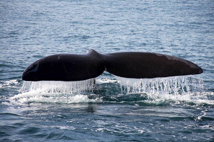 Walbeobachtung in Südafrika