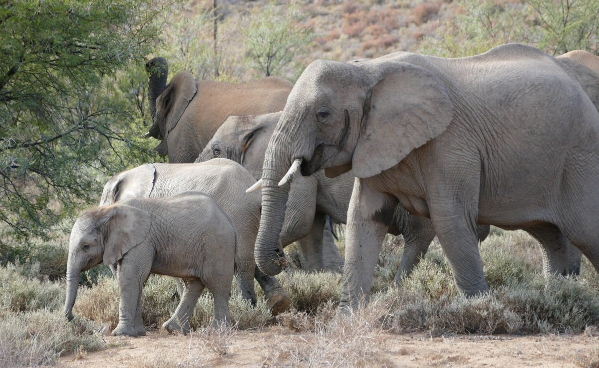 White-Lion-Lodge-Pirschfahrt-Sanbona-Elefanten