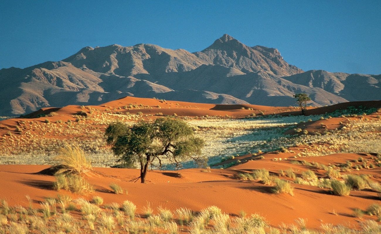 Die typischen roten Dünen Namibias