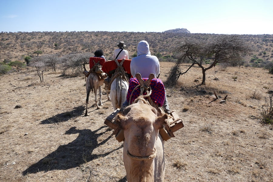 Blick vom Kamel auf die Landschaft in Kenia