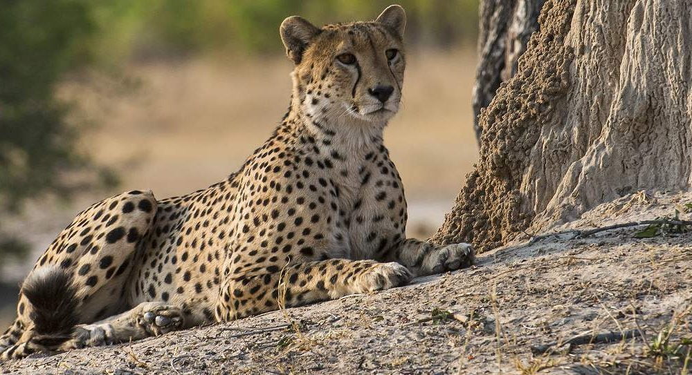Hwange Nationalpark Zimbabwe