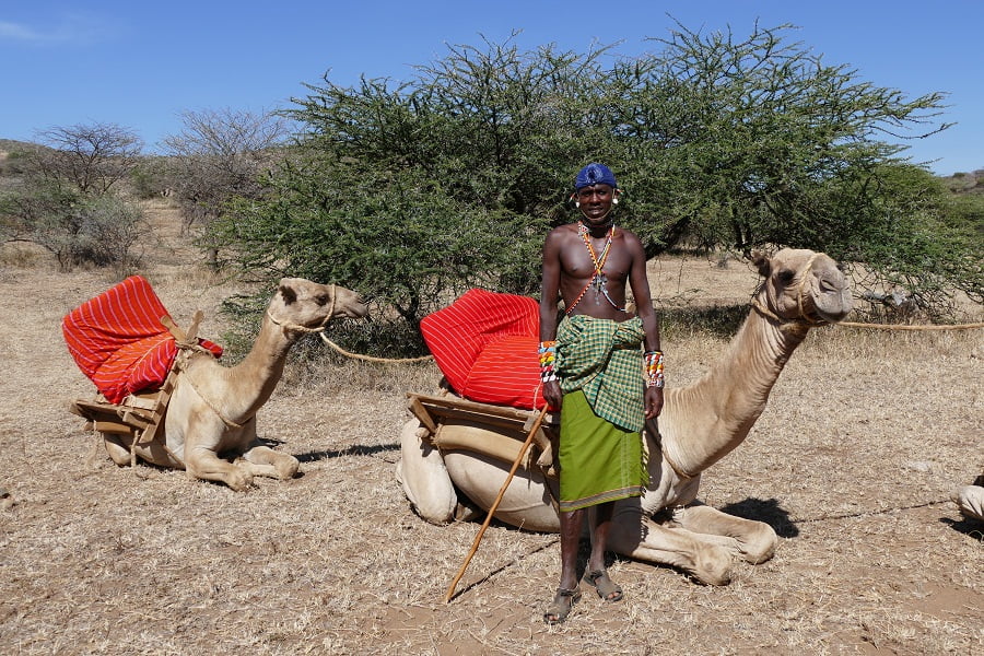Kamele mit Samburu