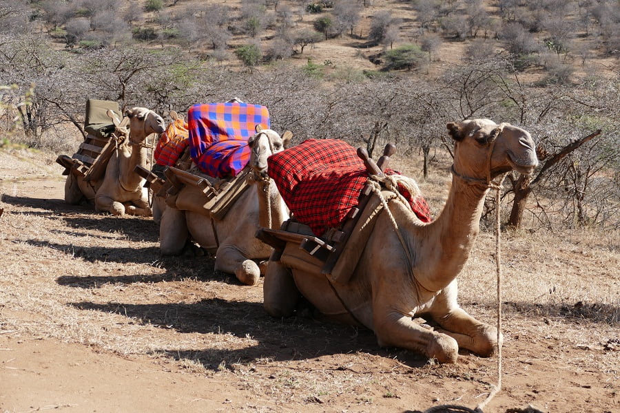 Kamelsafari Kenia - Kamele mit Sattel