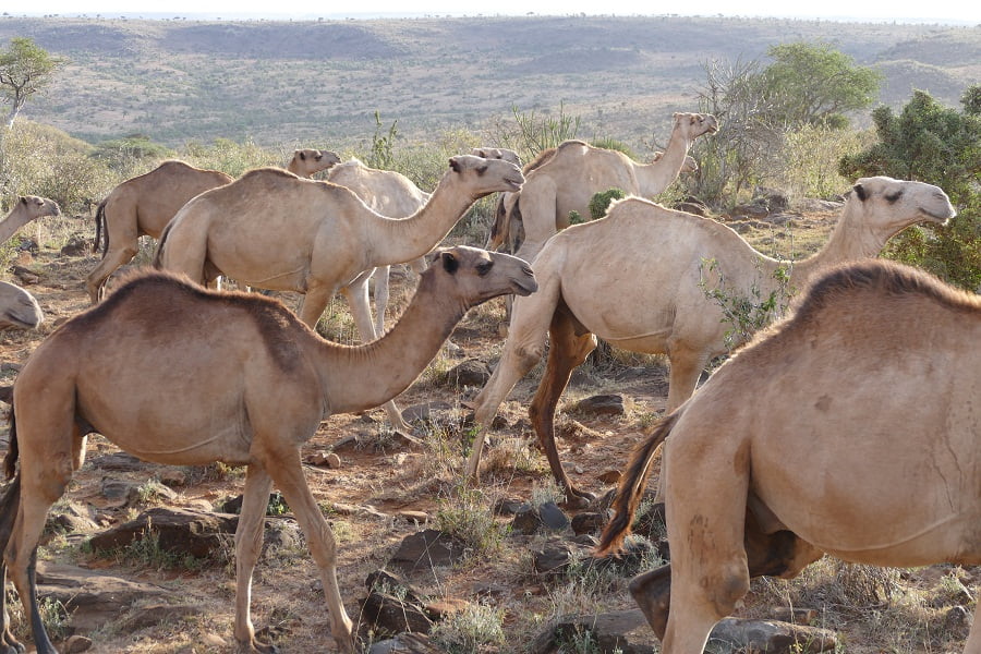 Kamelherde auf dem Laikipia Plateau