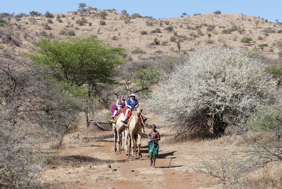 Kamelreiten mit Samburu Führer in Kenia