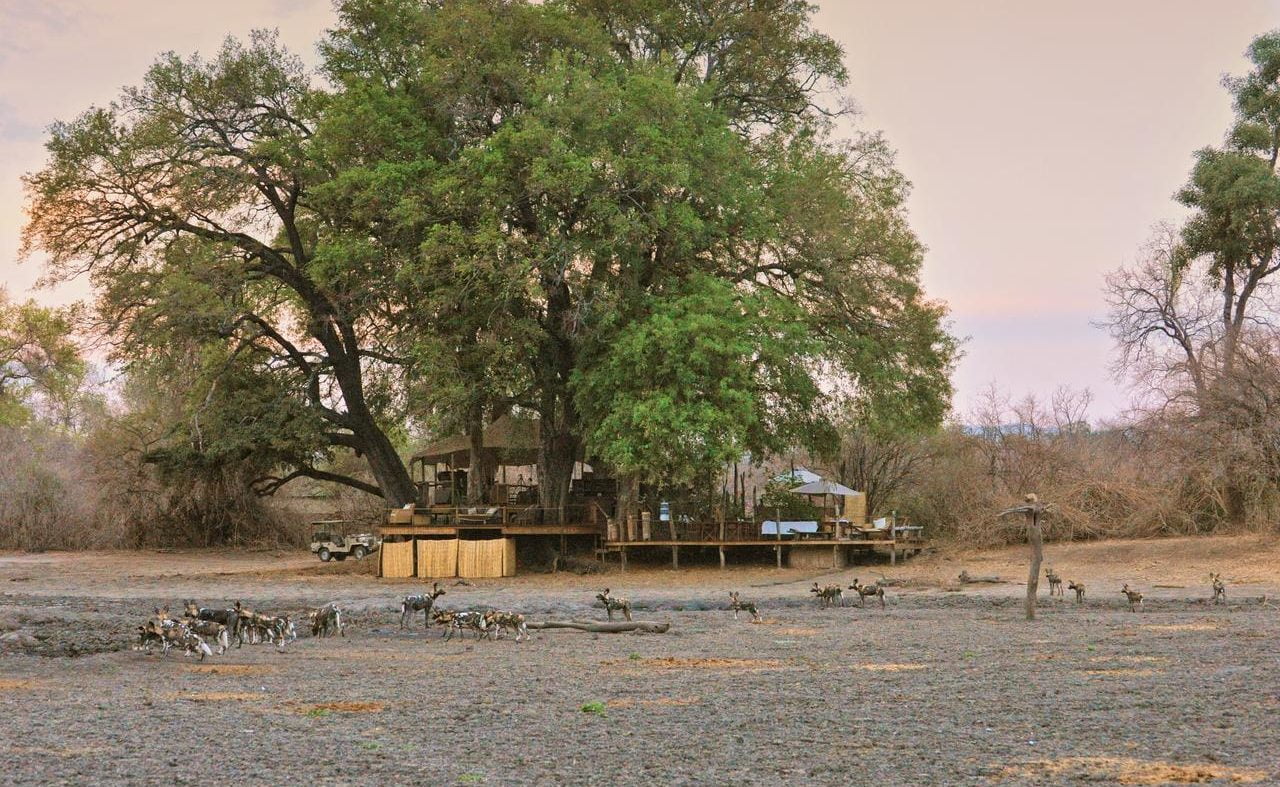 Wildhunde vor dem Kanga Camp  