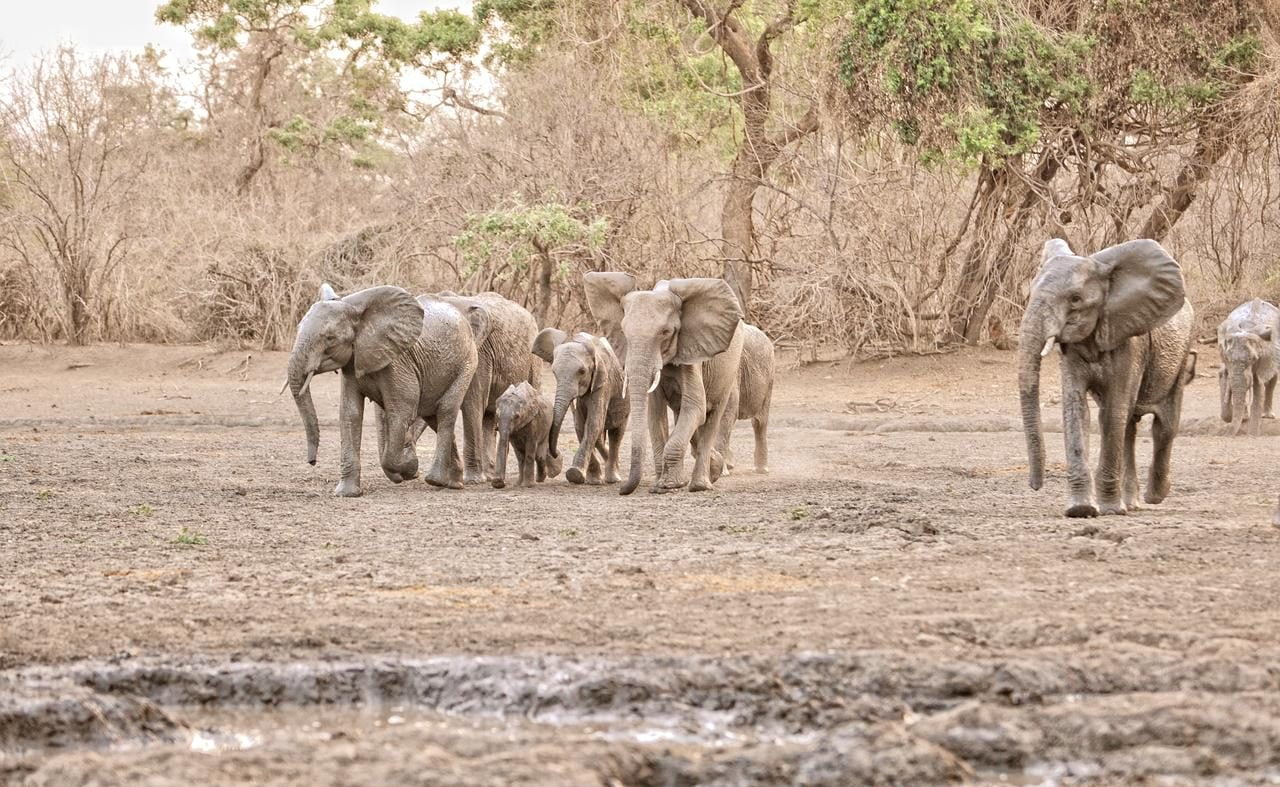 Auf Safari im Mana Pools Nationalpark