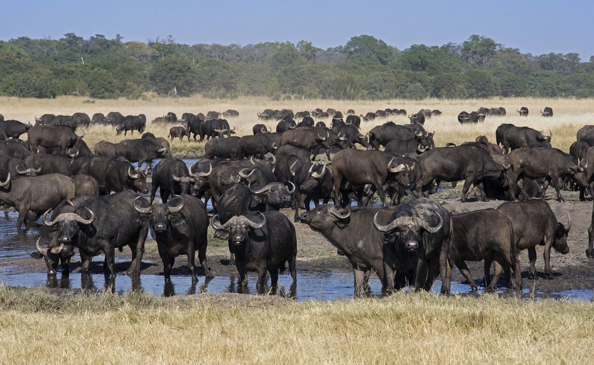 Büffel am Wasserloch im Hwange Nationalpark