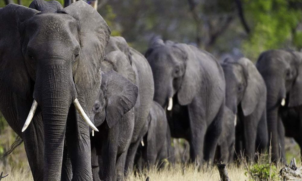 Little Makalolo Camps Hwange Zimbabwe
