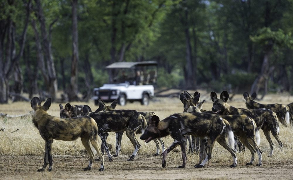 Mana Pools bietet beste Chancen Wildhunde zu sehen