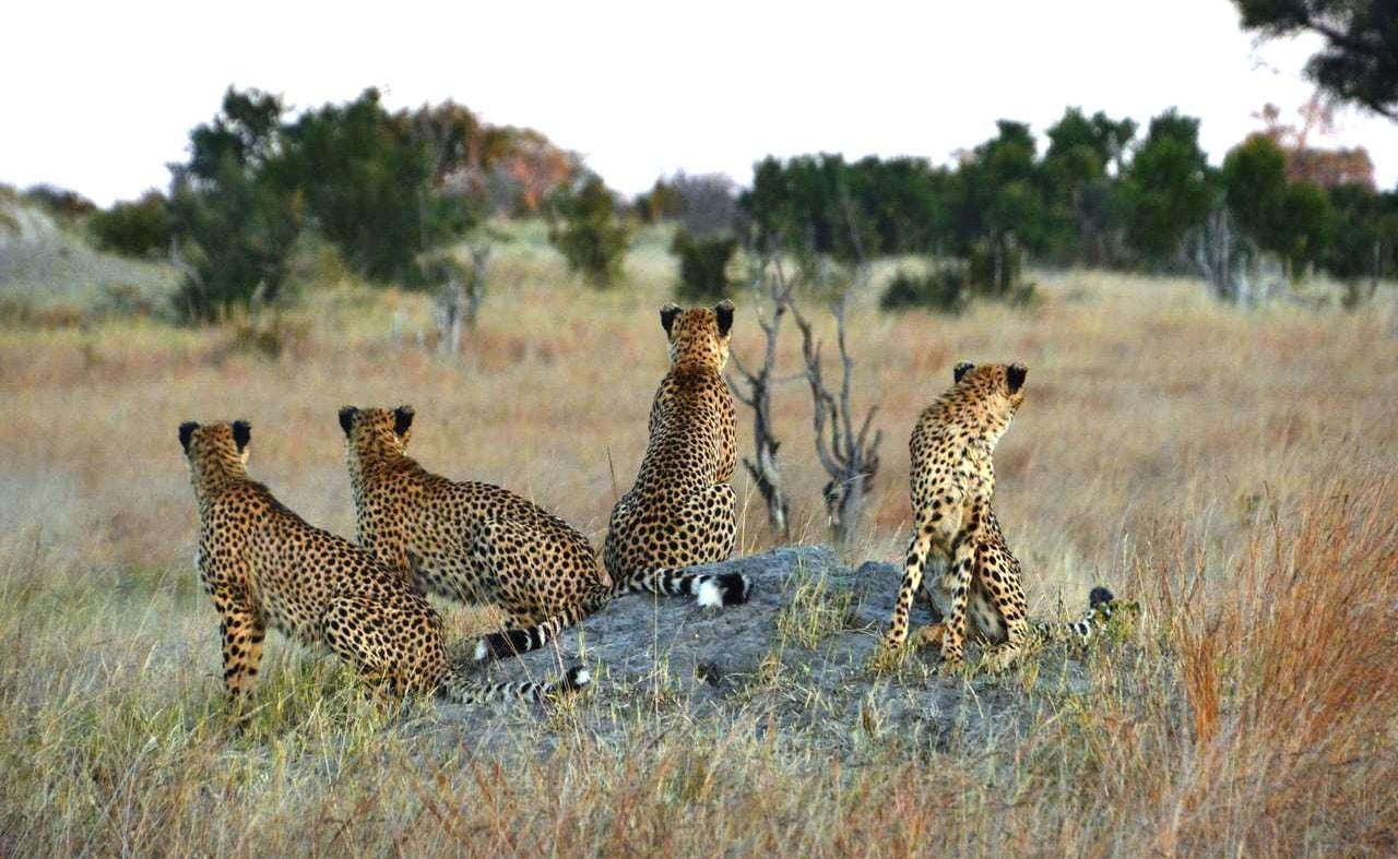 Leoparden im Hwange bei einer Pirschfahrt von Somalisa aus