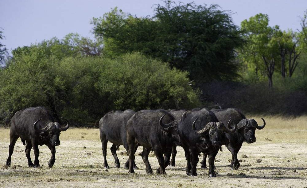 Büffelherde im Hwange Nationalpark