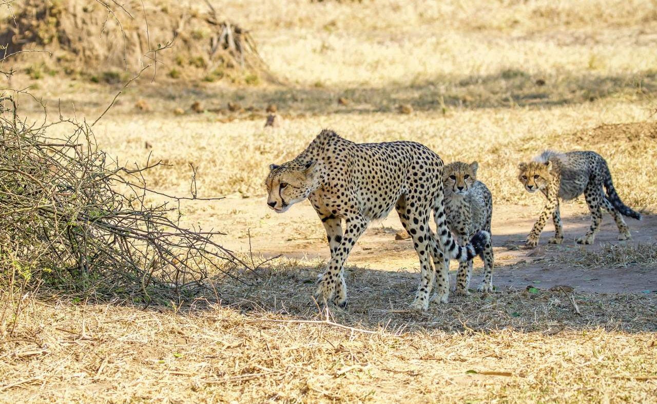 Gepard im Gonarezhou