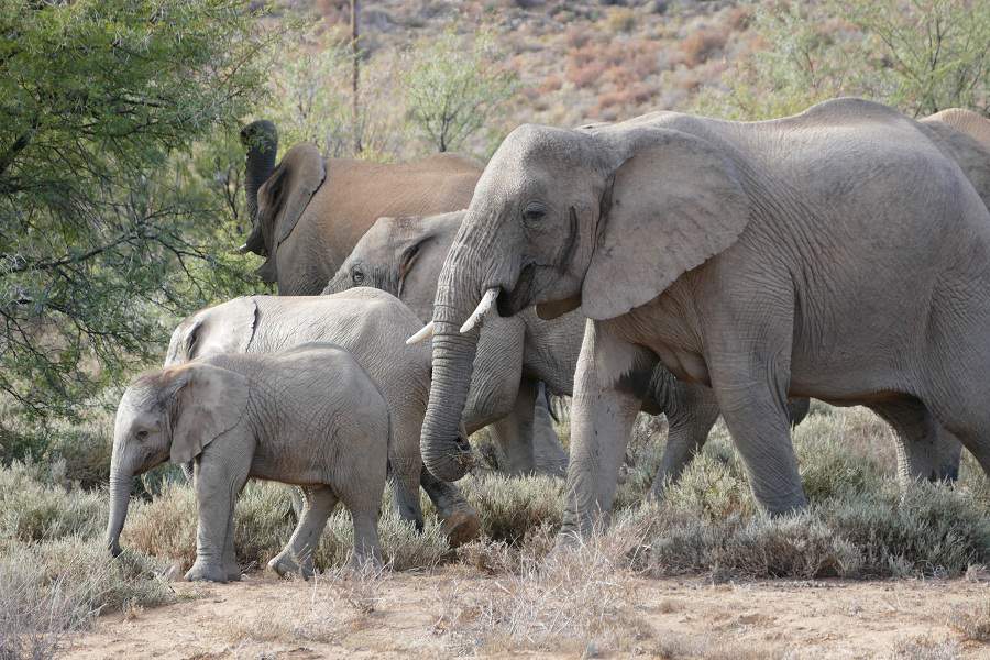 Elefanten im malariafreien Wildreservat