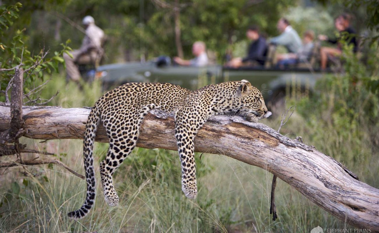 Leopard auf einer Pirschfahrt im Sabi Sands Gebiet