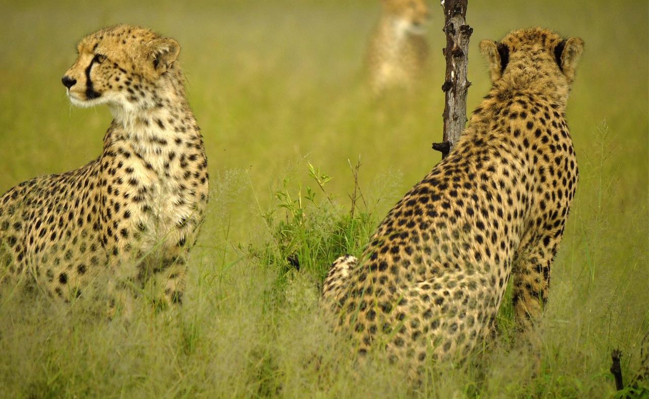 Geparden im Hwange