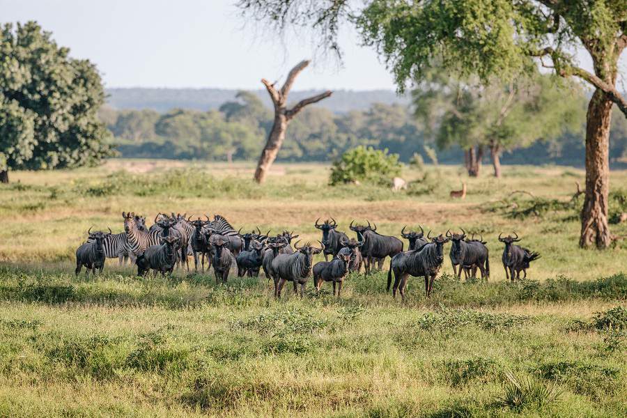 Gonarezhou Nationalpark