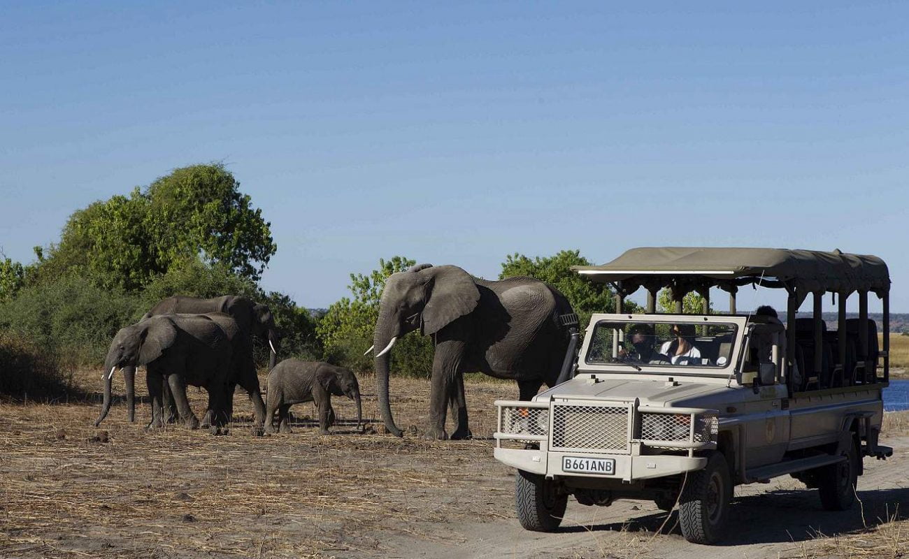 Elefanten Pirschfahrt Chobe Nationalpark