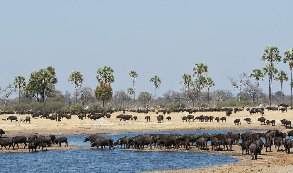 Simbabwe Rundreise Victoria Falls, Mana Pools, Hwange