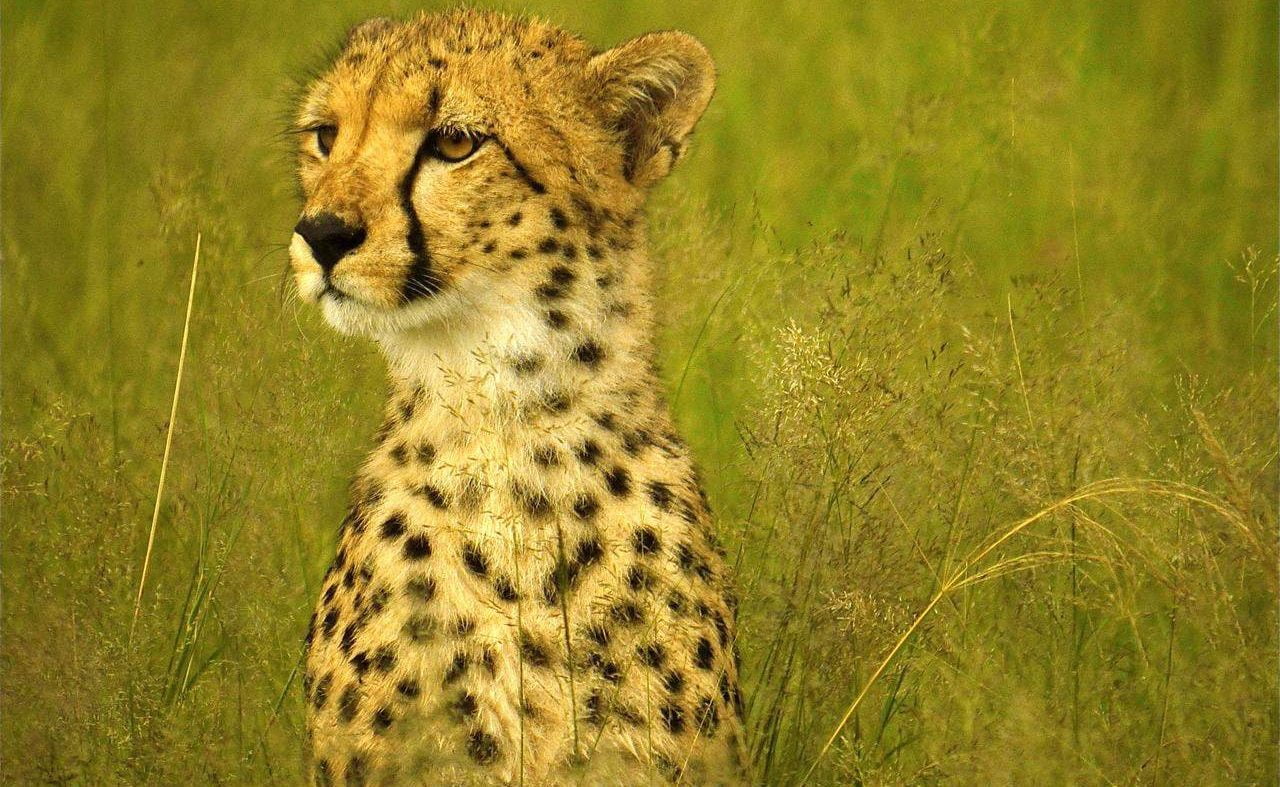 Gepard im Hwange Nationalpark