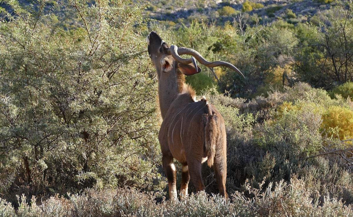 White-Lion-Lodge-Pirschfahrt-Sanbona-Kudu Pirschfahrt Sanbona Kudu