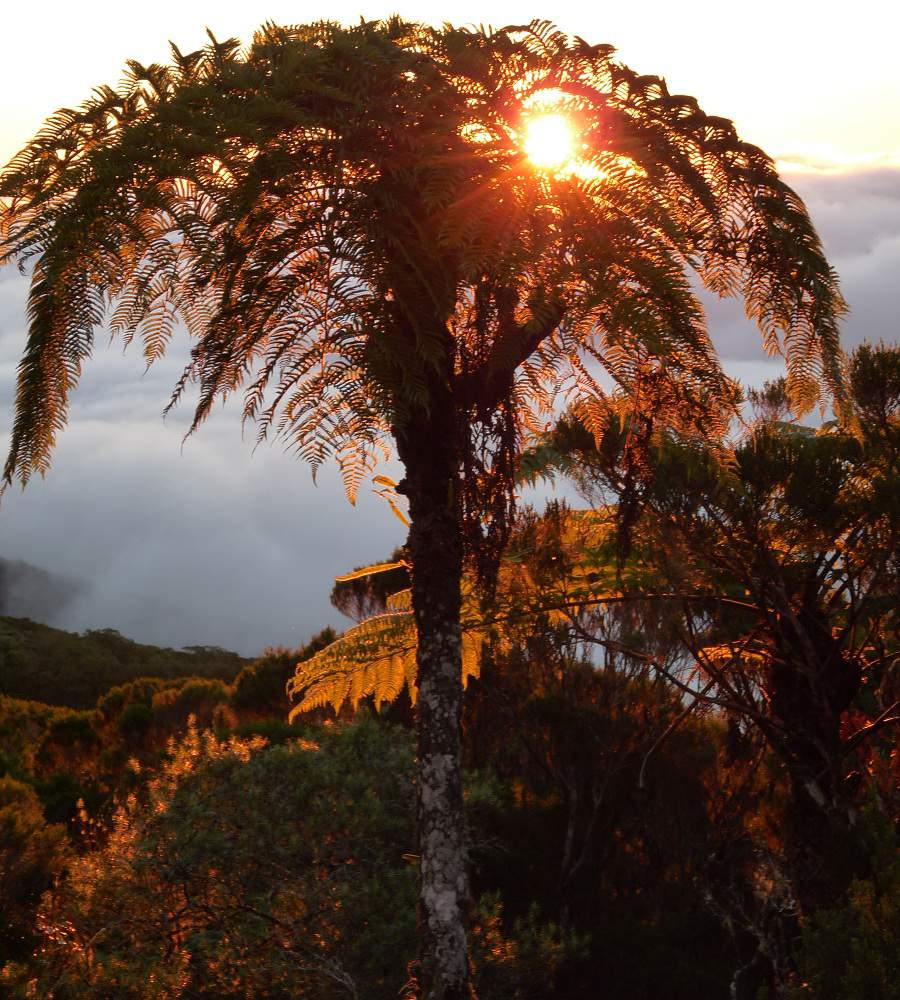 Baumfarn Sonnenuntergang Cirque de Mafate La Réunion
