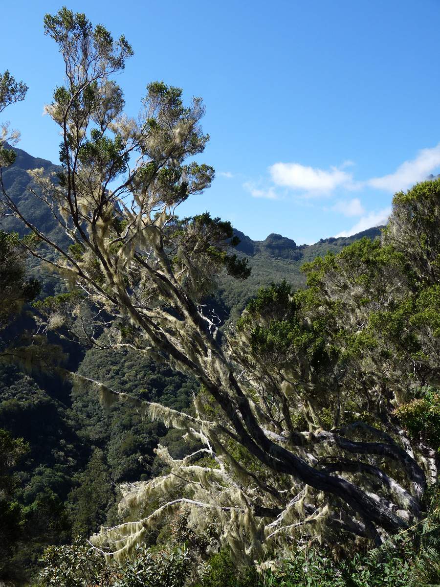 Märchenwald auf La Réunion