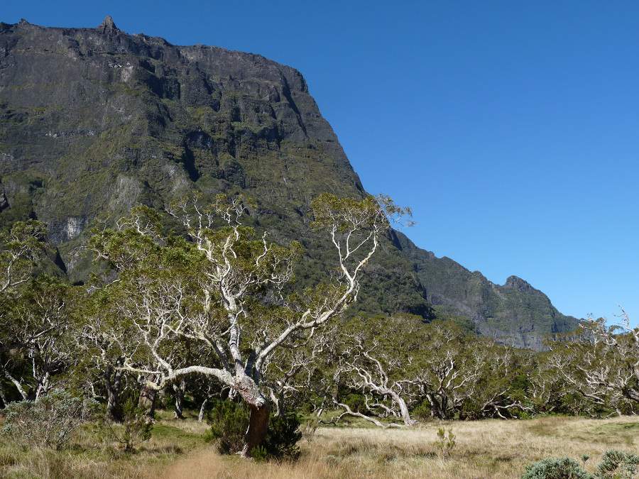 Plaine de Tamarins