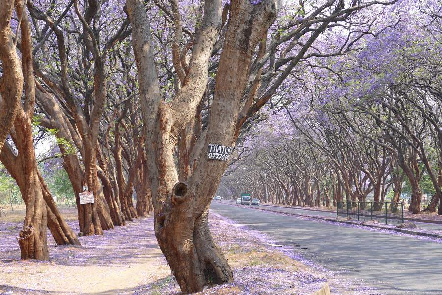 Jacaranda Trees in Harare