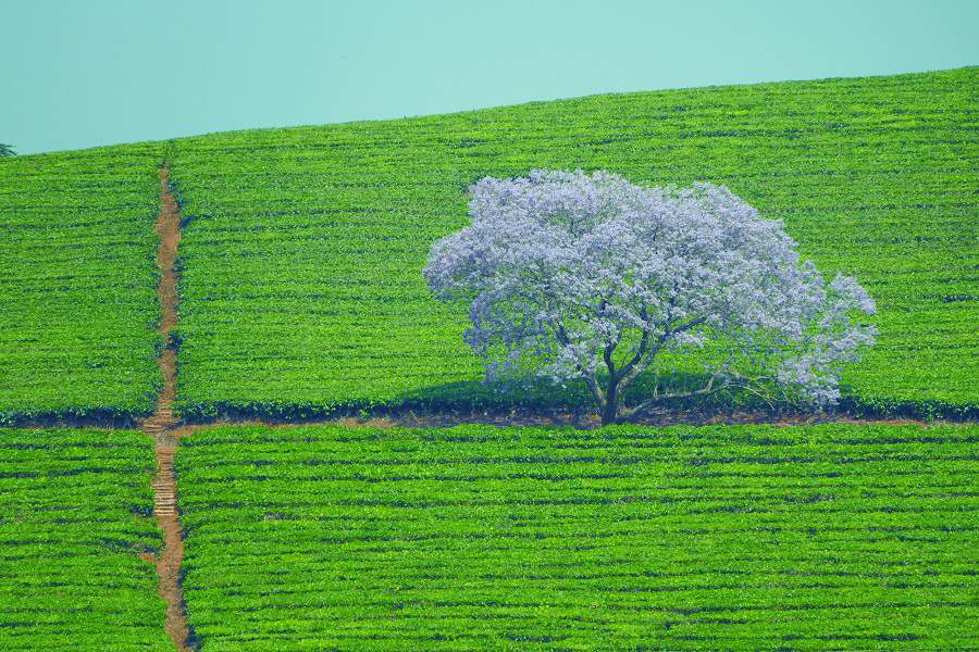 Jacandara Baum in einer Teeplantage im Simbabwe