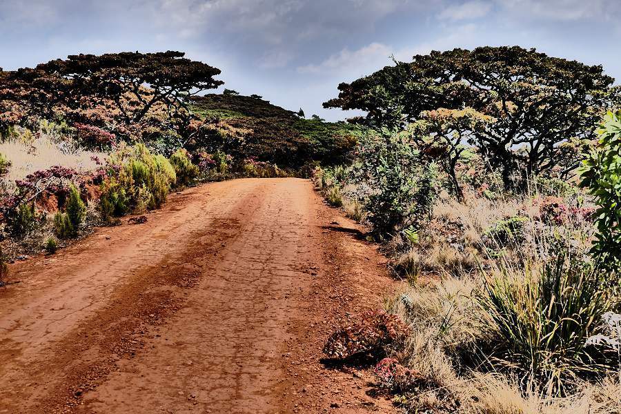 Straße uns Masasa Bäume im Nyanga Nationalpark in Simbabwe