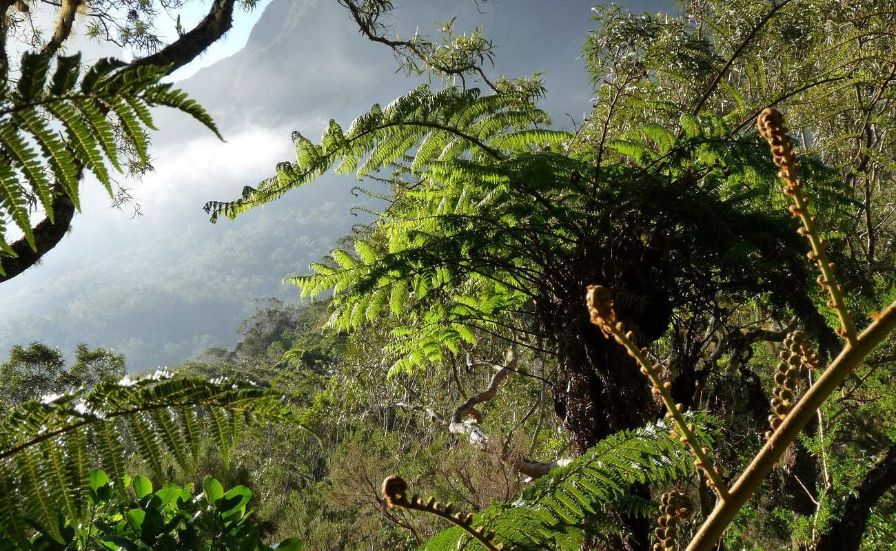 Tropenvegetation auf La Réunion