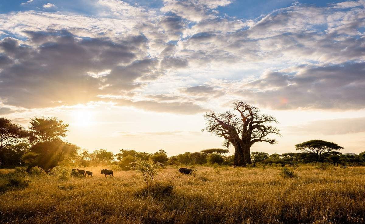 Baobabs im Malilangwe Wildlife Reserve