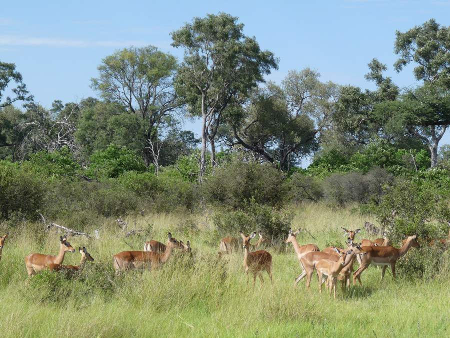 Impalas in der Savuti Region