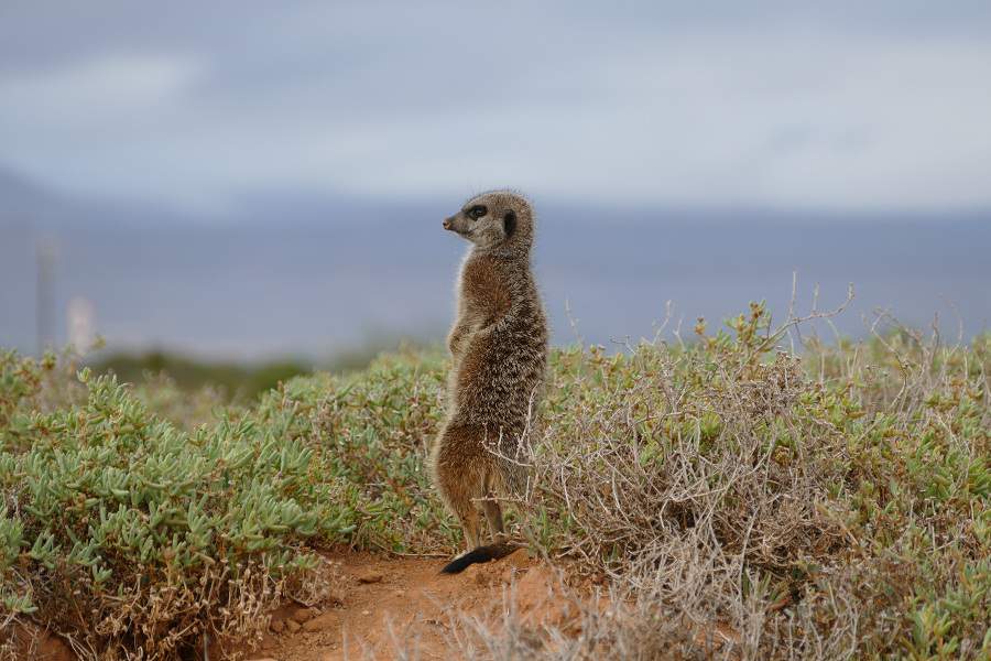 Meerkat Tour bei Oudtshoorn
