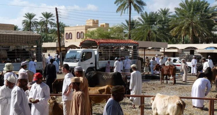 Viehmarkt in Nizwa am Freitag