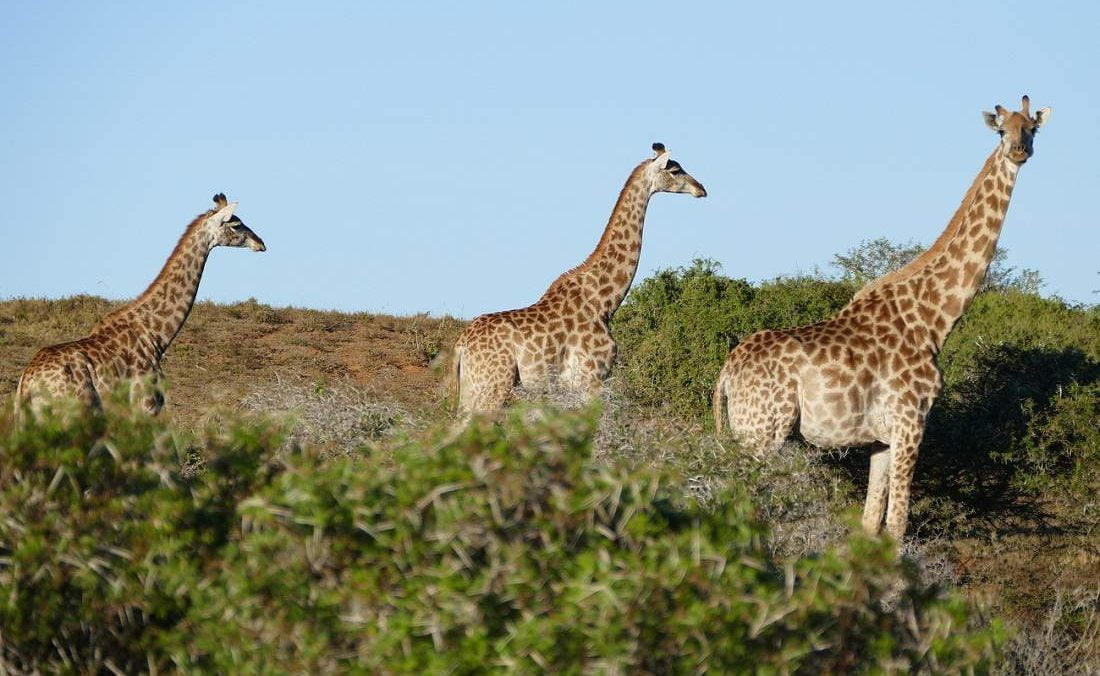 Giraffen im Kariega Game Reserve