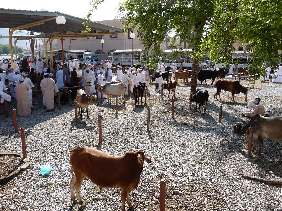 Tiere werden auf dem Freitagsmarkt in Nizwa präsentiert