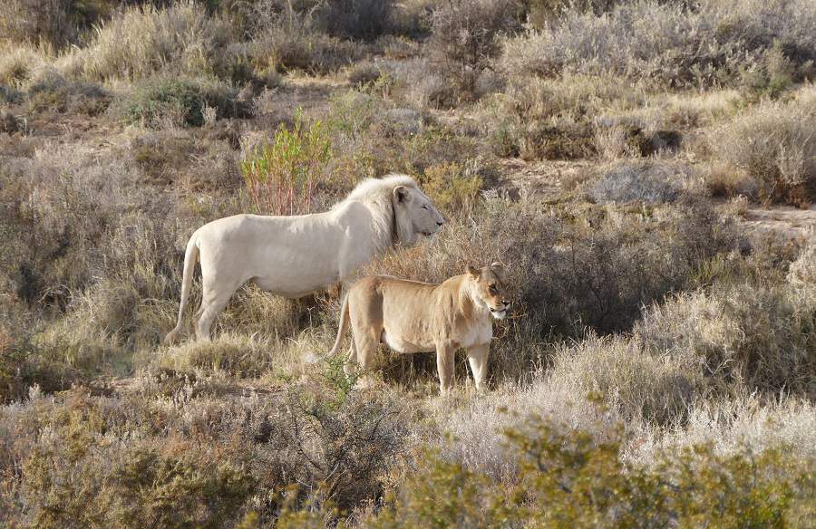 Weiße Löwen in Sanbona