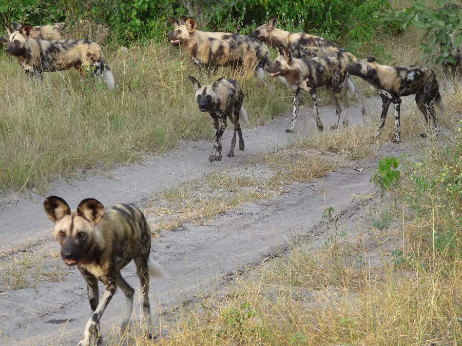 Wildhunde in der Savuti Region