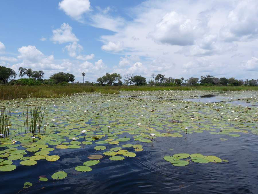 Seerosen im Okavango Delta