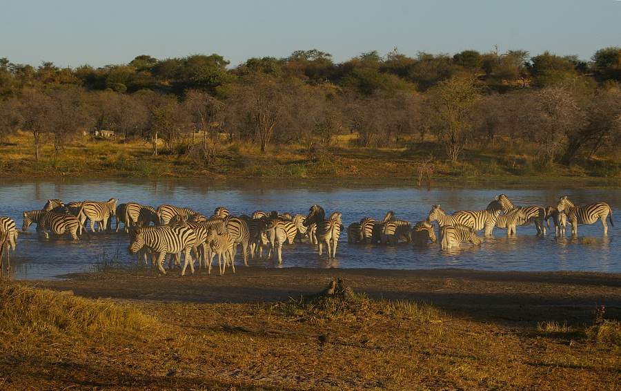 Zebras am Boteti River