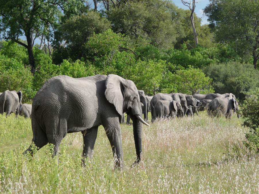 Elefanten im dichten Busch in Botswana