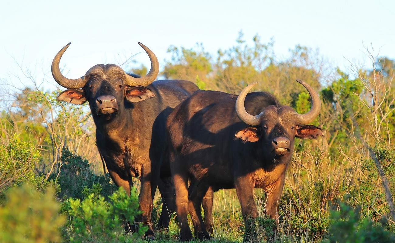 Büffel im Kariega Game Reserve im Osten von Südafrika