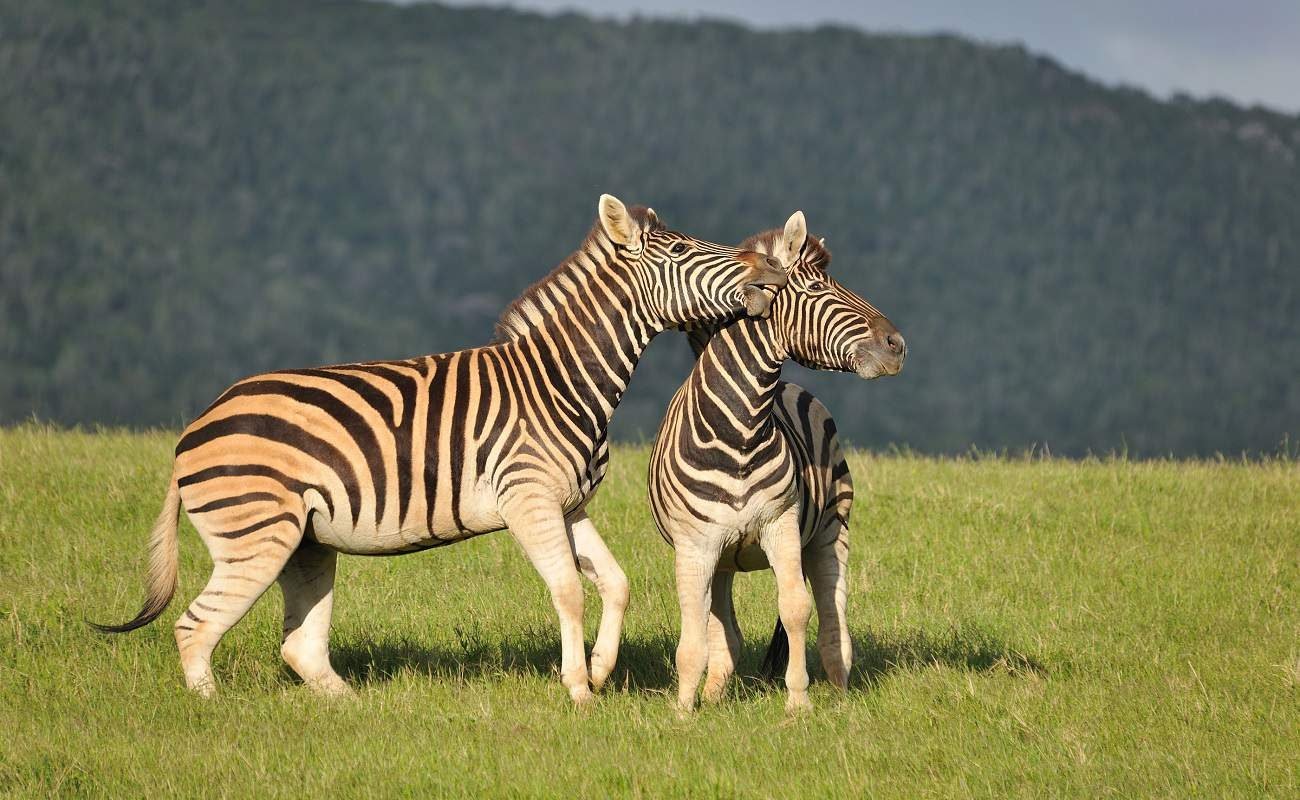 Zebras im Kariega Game Reserve