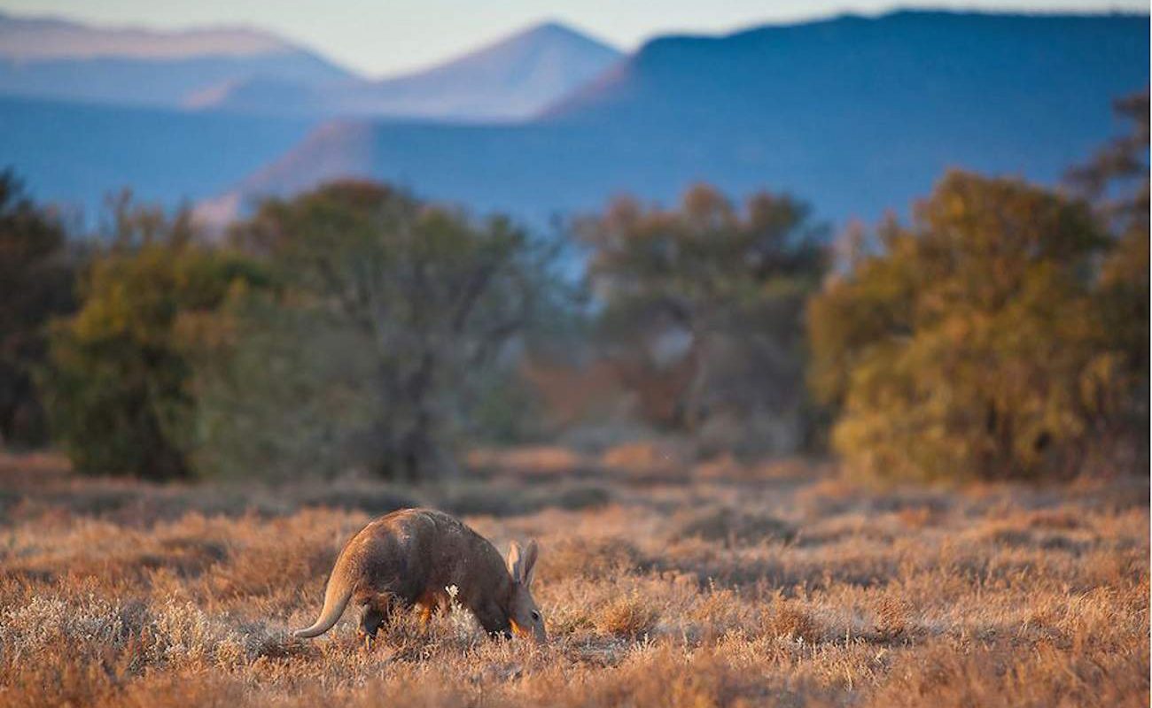 Erdferkel Aardvark in Samara in der Großen Karoo